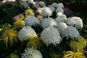 Chrysanthemum