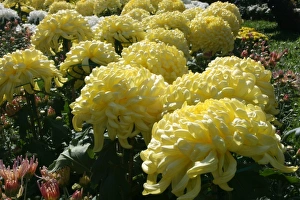 Chrysanthemum