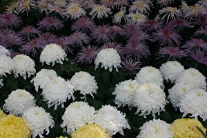 Chrysanthemum