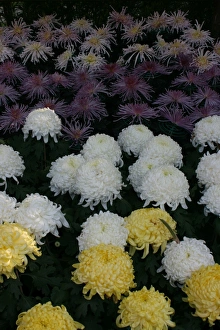 Chrysanthemum