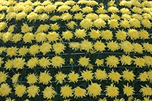 Chrysanthemum