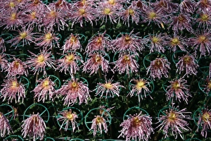 Chrysanthemum