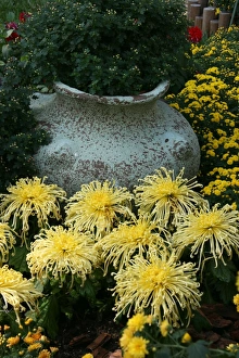 Chrysanthemum