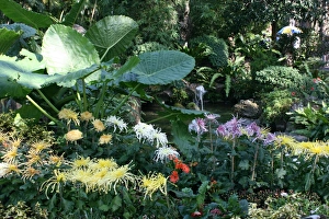 Chrysanthemum