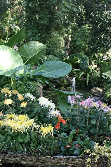 Chrysanthemum