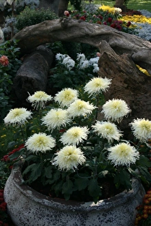Chrysanthemum