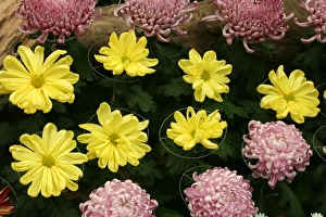 Chrysanthemum