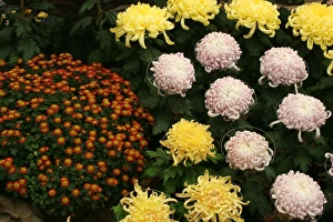 Chrysanthemum