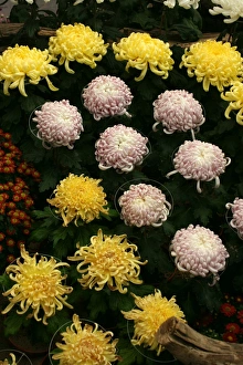 Chrysanthemum