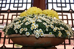 Chrysanthemum at the Taipei Chrysanthemum Show 2011
