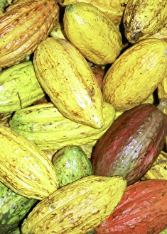 Confectionery Prints: Cocoa pods