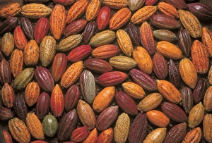 Cocoa pods