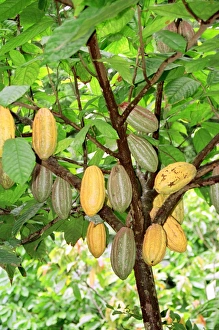 Cocoa pods