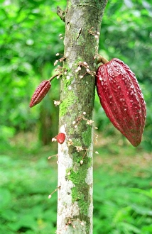 Cocoa pods