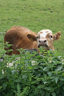 Europe Prints: Cow and stinging nettles