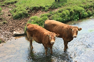 Devon Prints: Cows in Devon field, UK