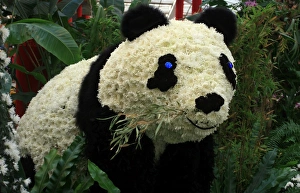 Crysthanamum panda at the Taipei Crysthanamum Show 2013 Crysthanamum panda at the Taipei Crysthanamum Show 2013