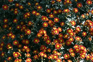 Flower Prints: Crysthanamums at the Taipei Crysthanamum Show 2011