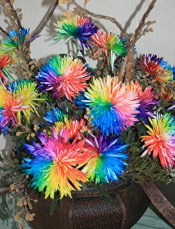 Chrysanthemum