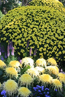 Chrysanthemum