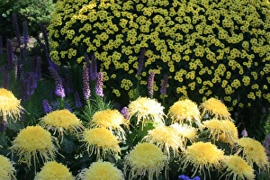 Chrysanthemum