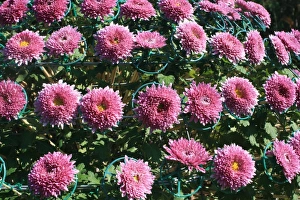 Chrysanthemum