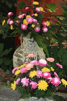 Chrysanthemum