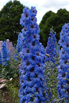 Delphinium