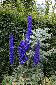 Blue Prints: Delphinium