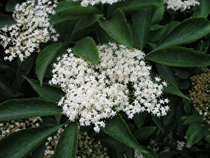 Elderflower