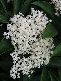 Horticulture Prints: Elderflower