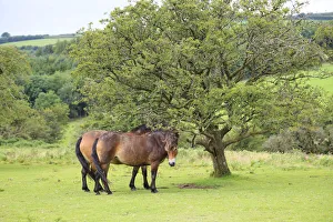 Exmoor ponies, Somerset, UK
