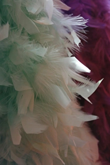 Feather