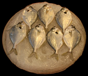 Fish Prints: Fish on ice