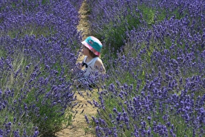 Lavender fields, Kent, UK