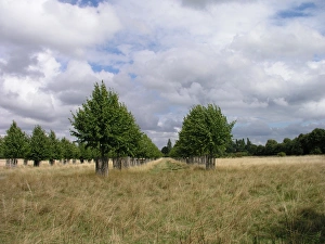 Hampton Court Palace, Surrey