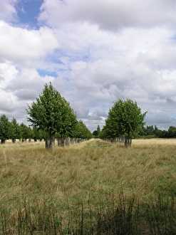 Hampton Court Palace, Surrey
