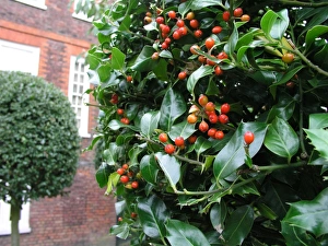Leaf Prints: Holly tree