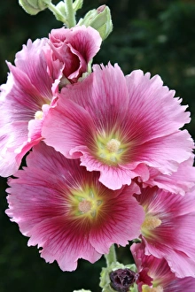 Flower Prints: Hollyhock