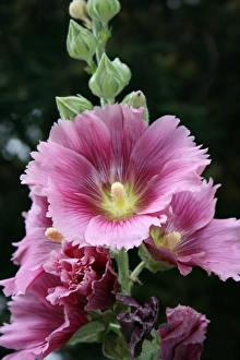Hollyhock
