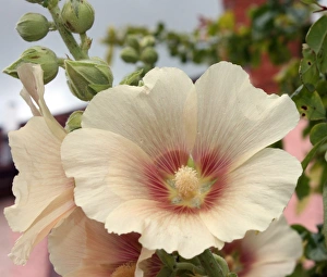 Hollyhock