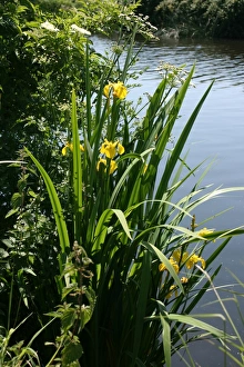 River Prints: Irises growing on river bank at Canal Bank, Exeter, Devon UK