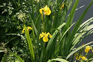 Irises growing on river bank at Canal Bank, Exeter, Devon UK