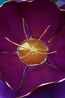 Lantern Flower at Taipei Lantern Festival 2012, Taiwan