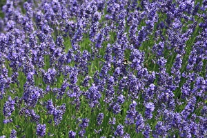 Country Prints: Lavender fields, Kent, UK