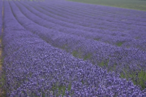 Lavender fields, Kent, UK