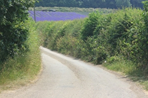 Lavender fields, Kent, UK