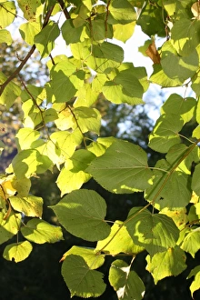 Leaf Prints: Leaves