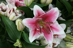 Lilies
