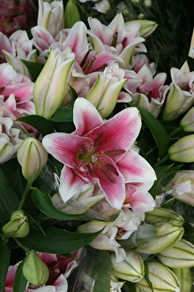 Lily